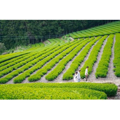 ふるさと納税 岐阜県 和紅茶カモミール(ティーバッグ) 和紅茶の華やかさとカモミールの甘い香りのお茶 |  | 03