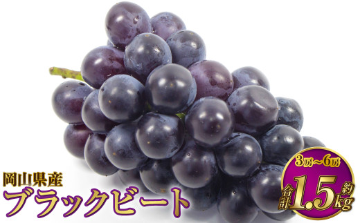 岡山県産 ブラックビート 約1.5kg（3房～6房）【2025年8月上旬～9月上旬発送予定】 ぶどう ブドウ 葡萄