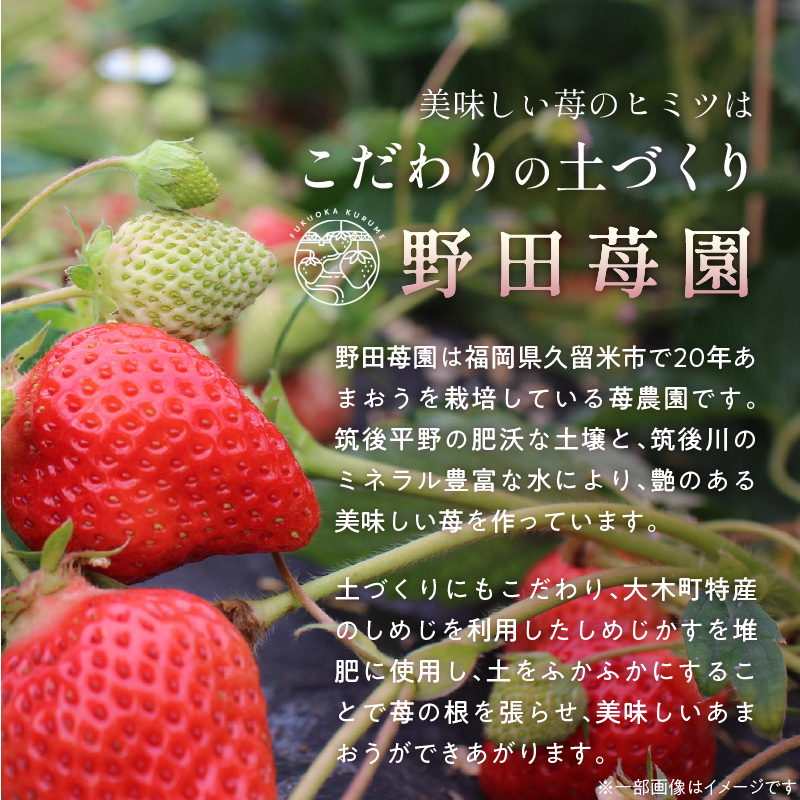 【ANA限定】苺（あまおう）270g×2パック×1箱 _ 特別規格 少量 気軽 限定セット 野田苺園 苺農園 こだわり 安心安全 新鮮 フルーツ 果物 ブランドいちご 福岡産 国産いちご おやつ デザ