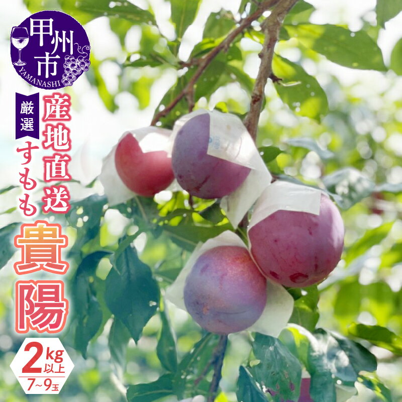 【ふるさと納税】 すもも 果物 貴陽 プラム 産地直送 2kg以上 7～9玉 厳選 産地直送 フルーツ くだもの 甘味 ジューシー 甲州くだもの本舗 期間限定 数量限定 2025年発送 6月 7月 8月 山梨県 甲州市 発送 （KKH） 【B15-425】