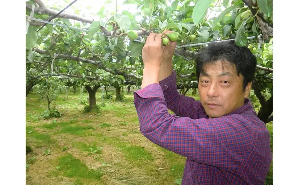先行予約 洋梨 ル レクチェ 自家用 約3kg(7~14玉) ル・レクチェ 新潟県 三条市 小林農園