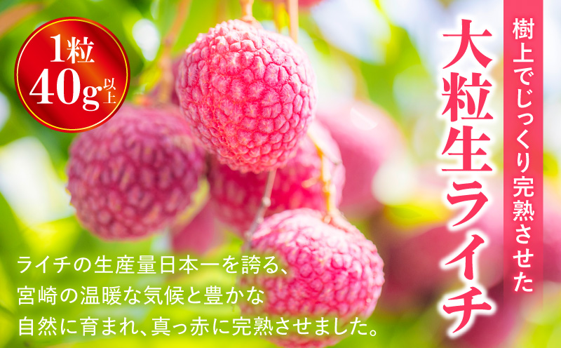 《2026年発送 先行予約》【数量・期間限定】宮崎市産生ライチ 9玉(1玉40g以上) フルーツ 果物 ライチ_M215-003-01