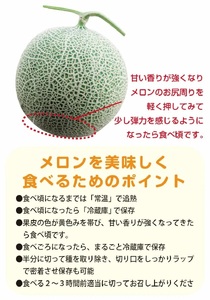 【令和7年産先行予約】 秋どりアンデスメロン 1玉 (3Lサイズ) 山形県鶴岡市産 庄内砂丘メロン　小林ファーム
