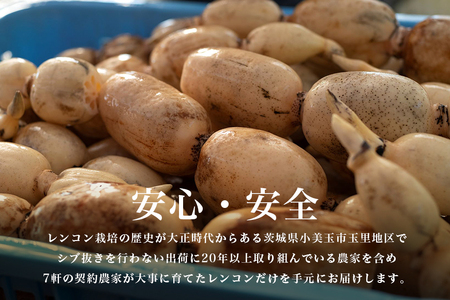 【数量限定・先行予約】 マルタマ真レンコン 3kg れんこん レンコン 蓮根 茨城 国産 お正月 おせち 野菜 17-AC ＜9月上旬～下旬発送予定＞