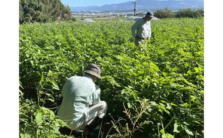 きくちのえごま油 計180g(45g×4本) / えごま油 エゴマ えごま油 エゴマ えごま油 エゴマ えごまの実【菊池えごま生産組合】[BHAT002]