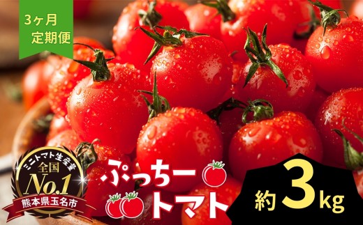 ぷっちートマト ミニトマト 3kg×3回 定期便 | 野菜 やさい ミニトマト ミニ とまと トマト 3kg 3回 定期便 リコピン 熊本県 玉名市