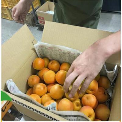 ふるさと納税 千曲市 【2026年先行予約】長野県千曲市産 訳あり　加工用　生あんず 約1.5kg |  | 03