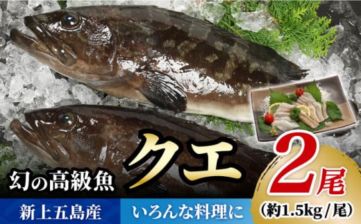 【12/18入金分まで年内発送】【幻の超高級魚をご家庭で】 養殖 クエ まるごと 1.5kg×2尾 年内発送 年内 年末 年始【豊建設株式会社】 [RAE003]