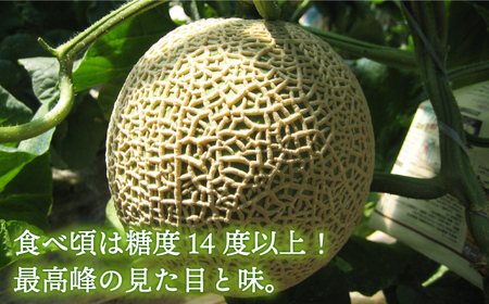【11月上旬から11月中旬頃お届け】＜先行予約＞平戸市産 メロン「 ソナタ 」[KAB097] メロン メロン メロン メロン メロン メロン