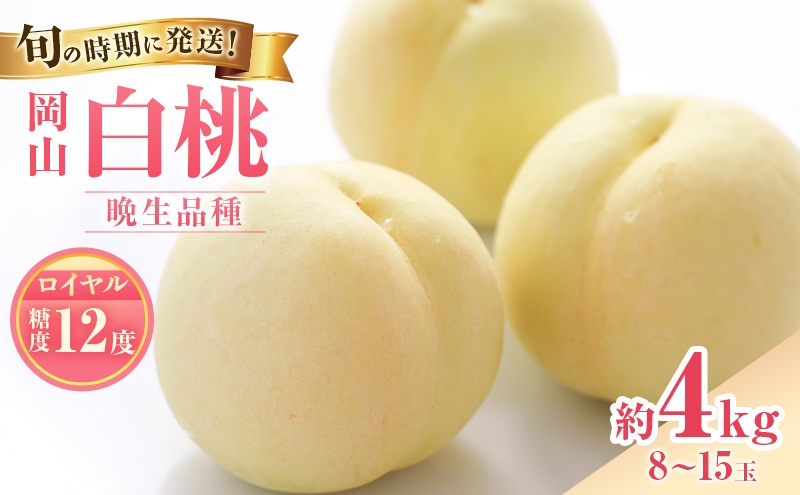 
                  【2026年先行受付】 白桃 特秀 ロイヤル 大玉 晩生品種 約4kg(8～15玉) 岡山県産 桃 もも モモ 御中元 ギフト 御礼 プレゼント 御礼 御祝 御供 果物 くだもの フルーツ
                