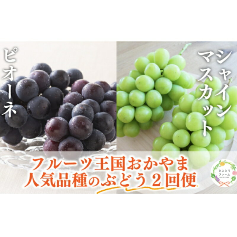 【ふるさと納税】【きよとうファーム】ピオーネとシャインマスカット、大サイズ2房入の2回便！(定期便) (岡山県産) 【2025年8月以降発送】【配送不可地域：離島】【KF-T055-01】/ 葡萄 ぶどう 果物 くだもの フルーツ 甘い 2回便 産地直送 フルーツ王国 きよとう果樹園