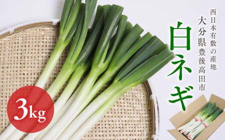 【先行予約】西日本有数の産地で育った白ネギ3kg|ねぎ ねぎ ねぎ ねぎ ねぎ 