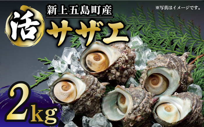 【コリコリ食感と濃厚な旨味！】 新上五島町産 新鮮 活 サザエ 2kg 魚介類 鮮魚 【カミティバリュー】 [RBP019]