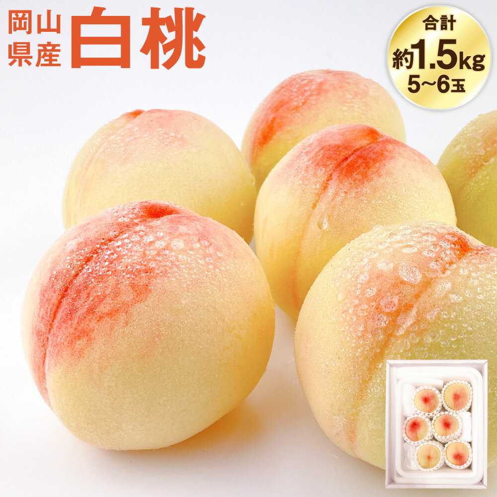 【ふるさと納税】岡山県産 白桃 約1.5kg箱 5～6玉 桃 もも モモ フルーツ くだもの 果物 果実 デザート 冷蔵 国産 岡山県 倉敷市 送料無料 【2026年7月上旬～8月下旬迄発送予定】