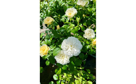 【先行受付】バラ鉢苗　エトワール・ブラン【2026年4月下旬より発送】河本バラ園