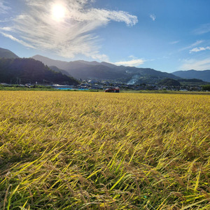 【2025年先行予約】棚田米 こしひかり 白米 5kg 令和7年産｜米