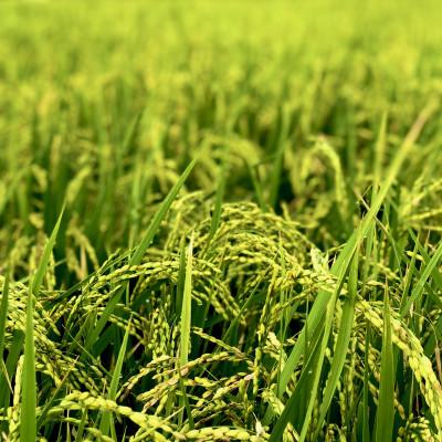 ふるさと納税 久喜市 令和7年産『てまひま米』ミルキークイーン　精米4kg(2kg×2) |  | 03