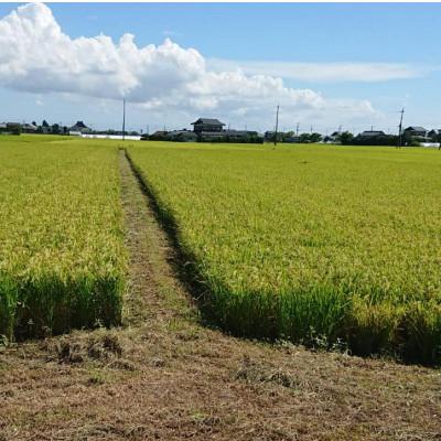 ふるさと納税 鹿嶋市 令和7年産新米 【栽培期間中農薬不使用】こしひかり 白米10kg茨城県共通返礼品・行方市産 |  | 02