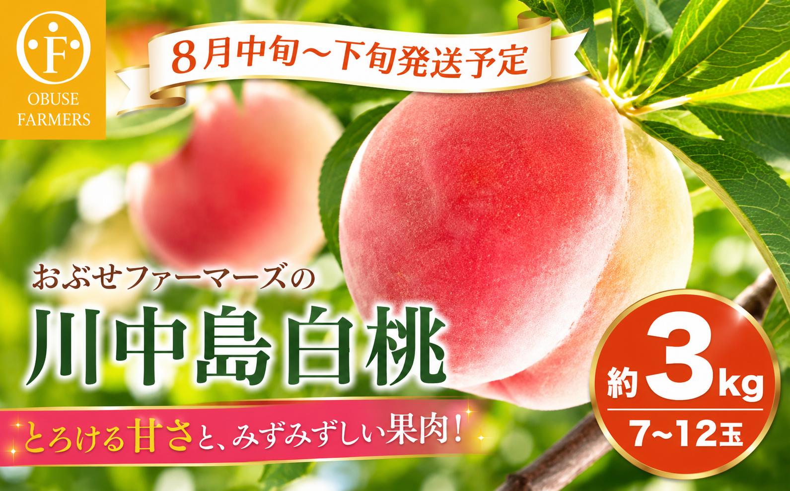 
                  先行受付 川中島白桃 約3kg 7～12玉 ［おぶせファーマーズ］桃 もも モモ フルーツ 果物 クール便 冷蔵便 長野県産 信州産 期間限定 数量限定 令和8年産【2026年8月中旬～下旬発送】[F-19]
                