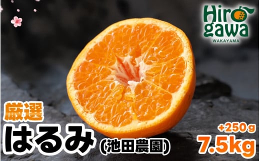 厳選 はるみ 7.5kg+250g（痛み補償分） 光センサー選別 / 有田 みかん 蜜柑 オレンジ 果物 フルーツ デコポン の姉妹品種 ※2月上旬～3月下旬頃に順次発送予定 ※北海道・沖縄・離島への配送不可【ikd013-p-7d5】