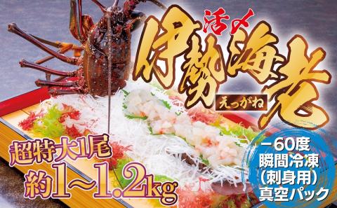 [活き〆冷凍]肝付町内之浦産伊勢海老(えっがね)の刺身<超特大サイズ>
