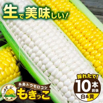 ふるさと納税 糸島市 糸島産 トウモロコシ「もきっこ」白黄ミックス(10本前後)糸島市/内田農業[AZH003]