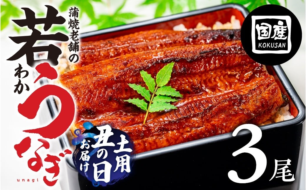 
                  国産若うなぎ 3尾 発送時期が選べる 老舗 国産うなぎ セット 詰め合わせ 蒲焼 ウナギ 3尾 うなぎ 鰻 ウナギ unagi 土用 丑の日 国産 国産うなぎ 若うなぎ カネナカ うなぎのカネナカ 蒲焼 タレ付 長焼 お祝い 誕生日 お歳暮 お中元 高級 プレゼント 鰻 うなぎ ウナギ ギフト
                