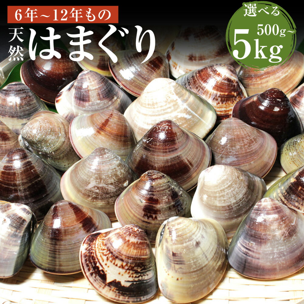 【ふるさと納税】＜選べる内容量＞【指定日必須】桑名産天然はまぐり 6年～12年もの 500g / 1kg / 2kg / 3kg / 5kg はまぐり ハマグリ 蛤 魚貝類 水産物 海鮮 料理 グルメ ギフト 贈り物 贈答 冷蔵 国産 三重県 桑名市 送料無料