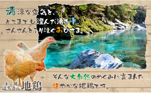 土佐はちきん地鶏 手羽先 1kg×2パック 計2kg 地鶏 鶏肉 とり肉 とりにく 肉 高知県 大川村  おつまみ 鶏 手羽 チキン 食品 F6R-026 2kg