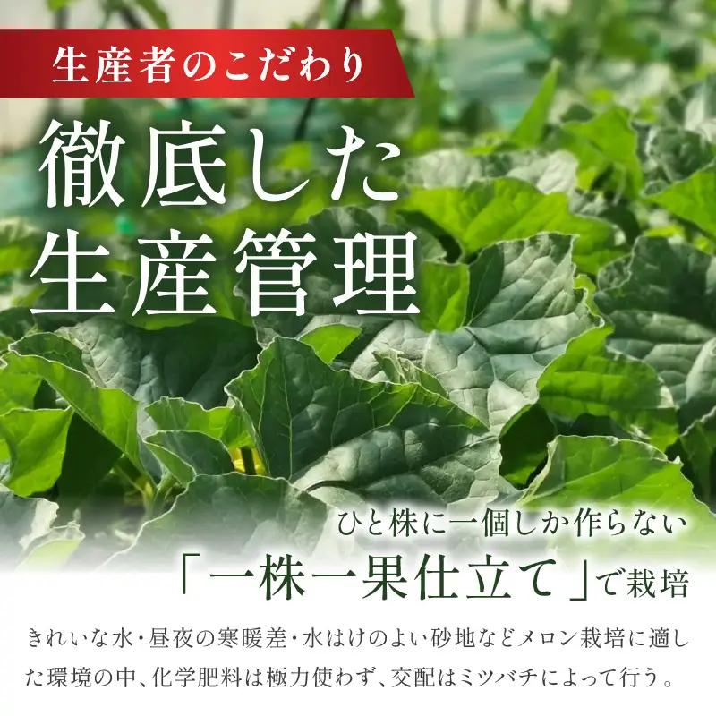 【2026年6月下旬-発送】 琴引メロン LA 1玉 京のブランドメロン