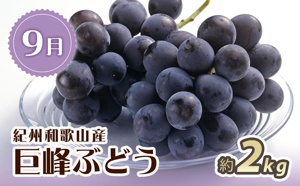 【6・7・9月 全3回】紀州和歌山産旬のフルーツセット（スイカ・バレンシア・巨峰）【UT94】