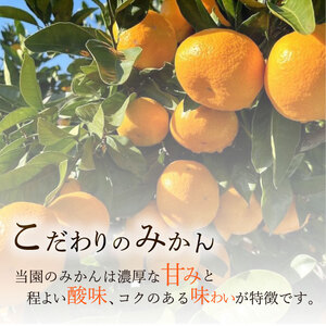 青島みかん 約 5kg マルセ縄巻農園 牧之原市