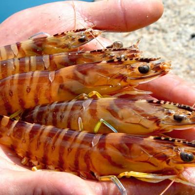ふるさと納税 宜野座村 【養殖場から直送】急速冷凍車えび 小サイズ 1kg(54〜72尾/500g×2P)
