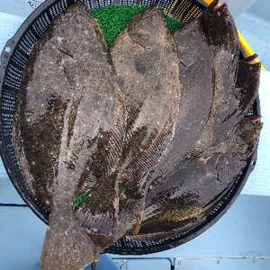 船釣り 釣具込み 午前 乗船券 (ヒラメ 又は マダイ / 2名様) 釣り つり ひらめ 真鯛 釣り 釣り 釣り 釣り 釣り 釣り 釣り