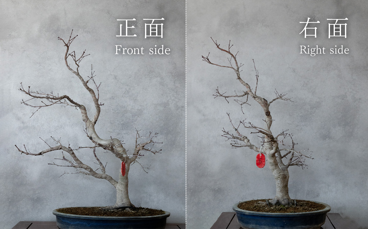 【1点物】盆栽 もみじ （紅千鳥） (6) 国風盆栽展 入選 作家 古澤辰雄 ⑥もみじ（紅千鳥）取木7年