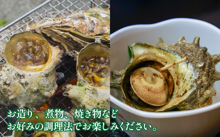 素潜りさざえ 2kg ｜サザエ 北陸 厳選 貝 [B-018006]