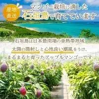 2L～3L マンゴー3～6玉（約2kg） KP-25