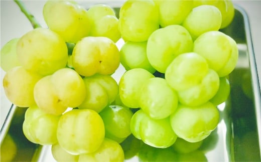 岡山県産ぶどう2種（シャインマスカット+瀬戸ジャイアンツ）家庭用 約5kg ぶどう ブドウ 葡萄 果物 フルーツ 岡山県 倉敷市【2026年9月上旬～9月下旬まで順次発送予定】