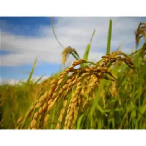 令和8年産(2026年産)　にじのきらめき　精米　5kg【1667119】