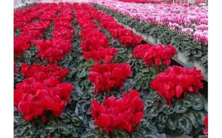 25_012-07-1　高橋園芸の秦野の花　シクラメン（6号）