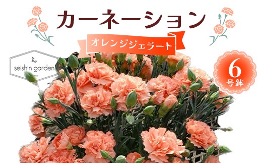 
            【2026年5月10日母の日】贈答用カーネーション オレンジジェラート６号鉢  2026年5月5日から順次発送 母の日 花 フラワー 鉢植 植物 贈り物 プレゼント ギフト 埼玉県 本庄市 F5K-589
          