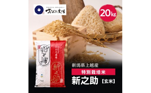 令和8年産 新潟県上越産 特別栽培米 新之助 20kg 20キロ（5kg×4） 【玄米】 従来品種 こしひかり 新米 おおた農場 上越市