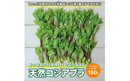 天然コシアブラ 約150g おまけの山菜１種付き 4月中旬～4月下旬頃お届け 冷蔵便 ※着日指定・離島発送不可 こしあぶら 東北 山形県 遊佐町 庄内 野菜 天ぷら 自然 採れたて 春 旬 山菜