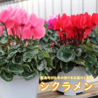 
                  シクラメン　色・品種おまかせ　5号鉢×2鉢セット【1602462】
                