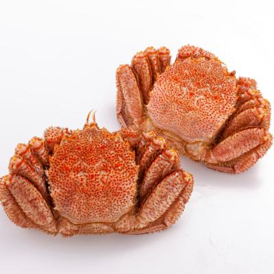 ふるさと納税 旭川市 北海道産　毛ガニ　500g前後×2尾_01192 |  | 01