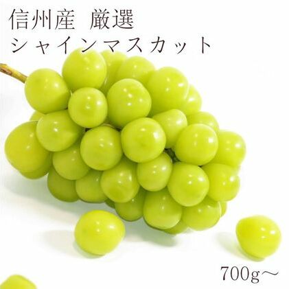 2025年先行予約 厳選シャインマスカット700～800g以上（１房) 長野市産 果物 デザート フルーツ ぶどう 宝石 パリッ 甘さ 酸味 