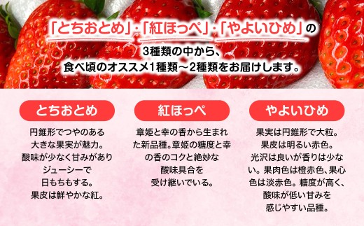 【先行予約・2027年1月～発送】農家直送！窪原さんちのこだわり極上、完熟いちご　（とちおとめ、紅ほっぺ、やよいひめのいずれかを約１㎏）／ふるさと納税 いちご 苺 イチゴ とちおとめ 紅ほっぺ やよい