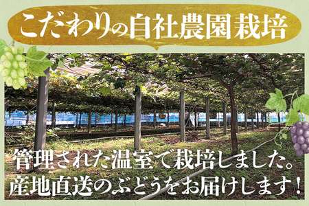 9月中旬頃から順次発送 ぶどう詰合せ（シャインマスカット＋珍しいぶどう） ナガノパープル クイーンニーナ グロースクローネ 瀬戸ジャイアンツ 雄宝 マイハート サンヴェルデ マスカット・ノアール 福岡