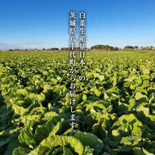 白菜 4玉 約10kg 生産量 日本一 茨城県 八千代町 