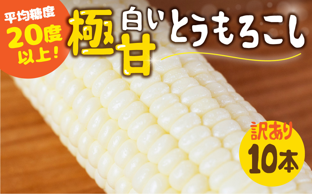 
            【発送時期が選べる】 平均糖度20度以上 白い極甘とうもろこし 10本 鮮度保持袋無し 
          